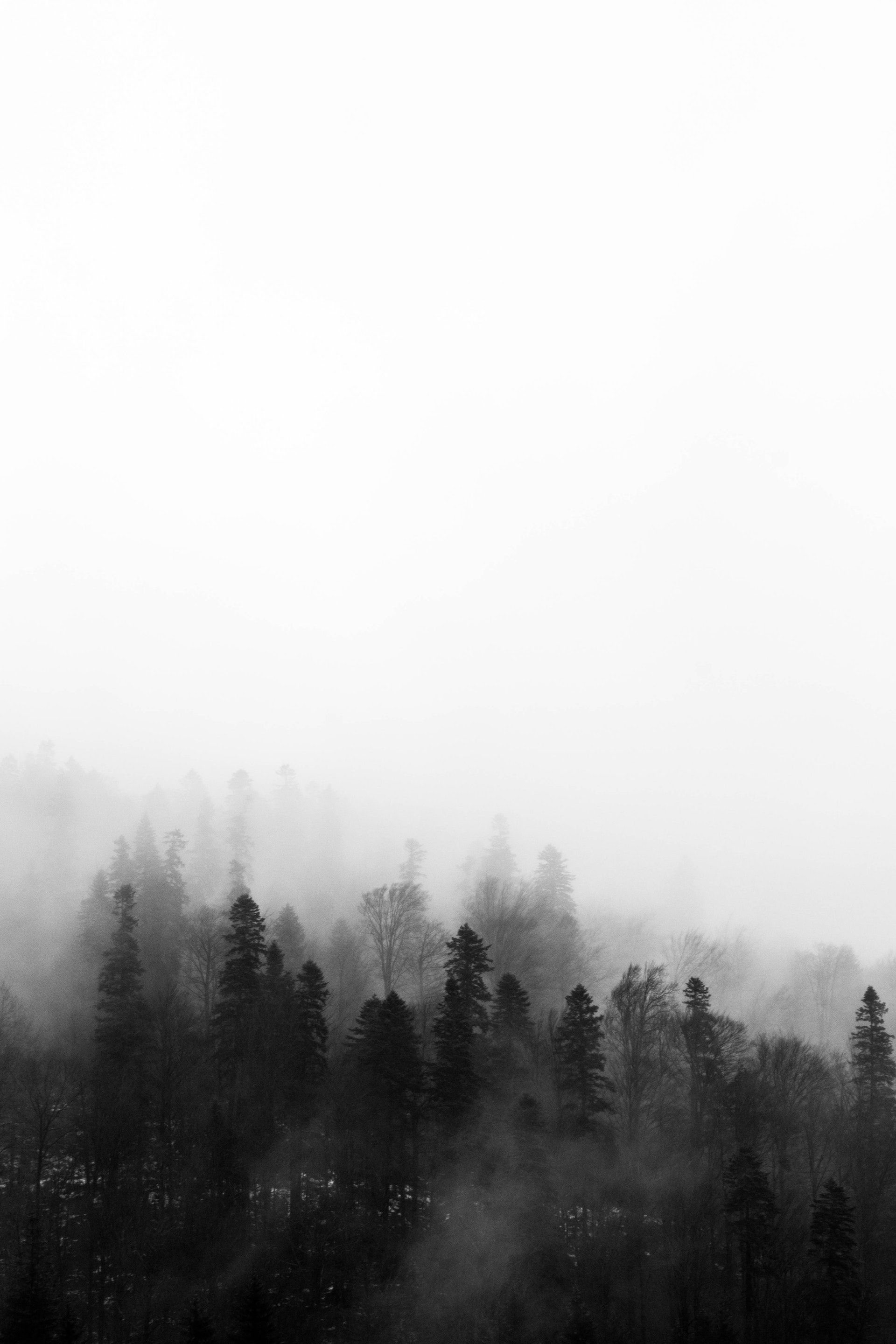عکس زمینه درختان مه آلود پس زمینه | والپیپر گرام