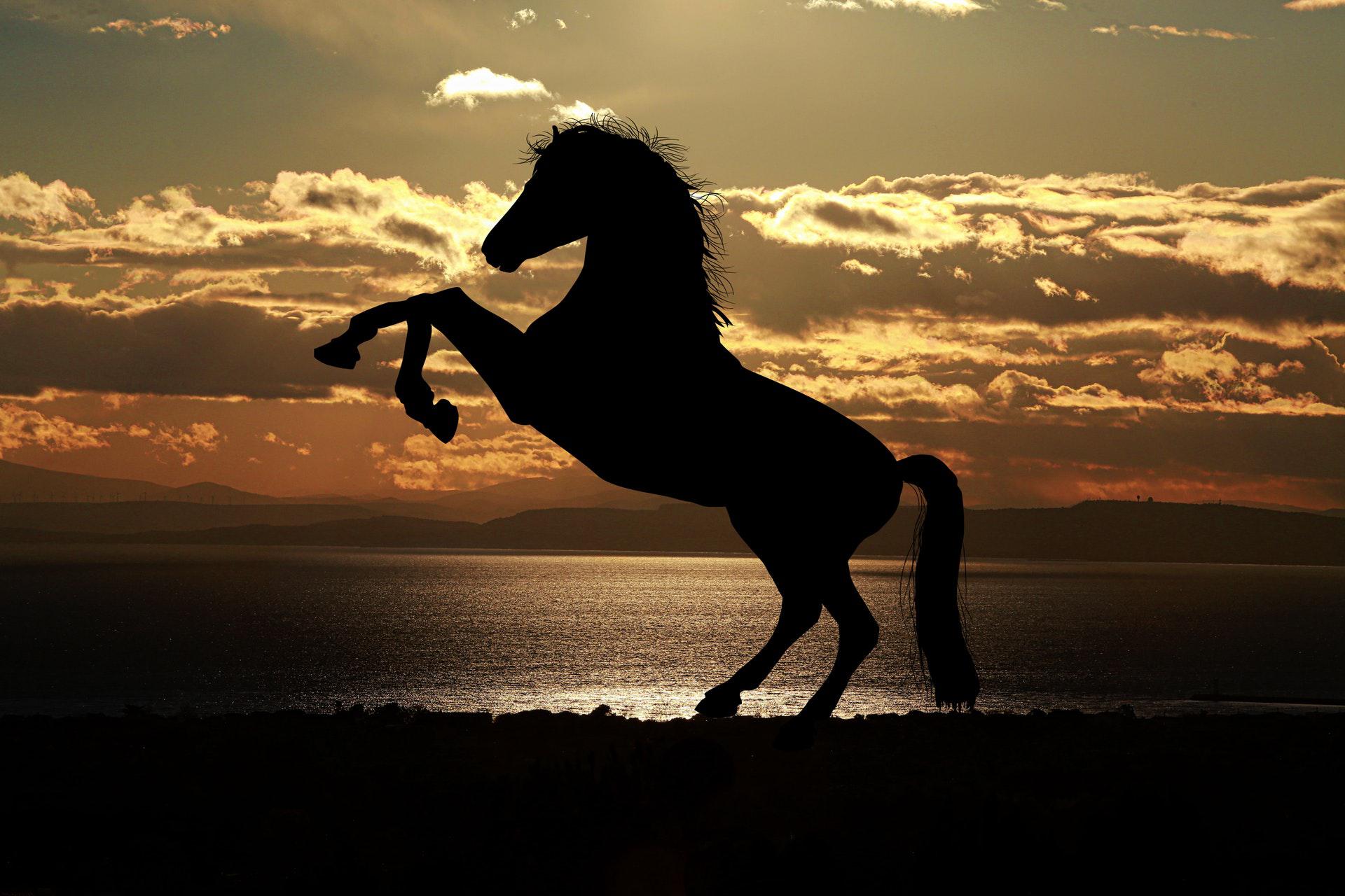 عکس زمینه پرش اسب در کنار دریا هنگام غروب خورشید پس زمینه
