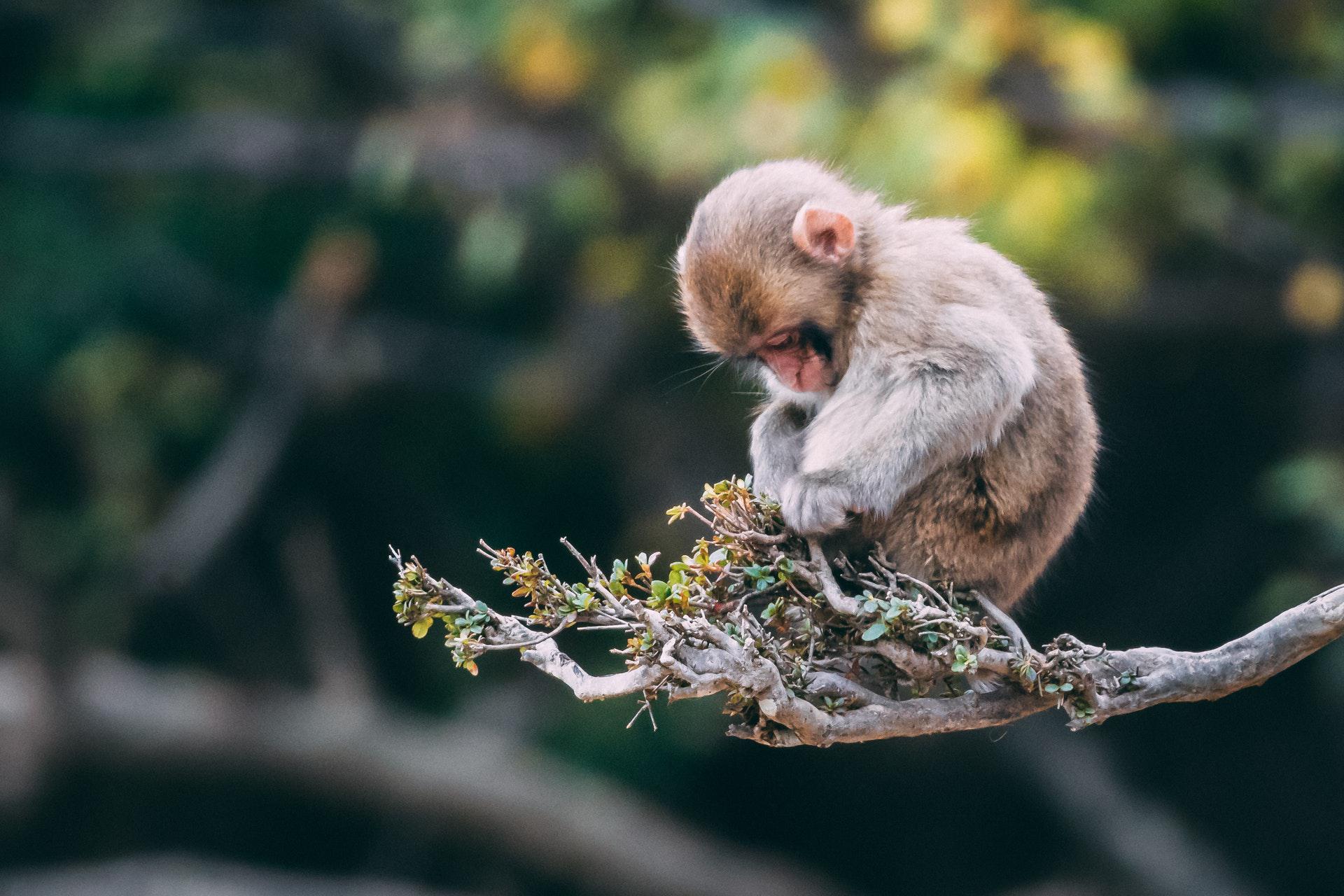 عکس زمینه بچه میمون در شاخه درخت پس زمینه
