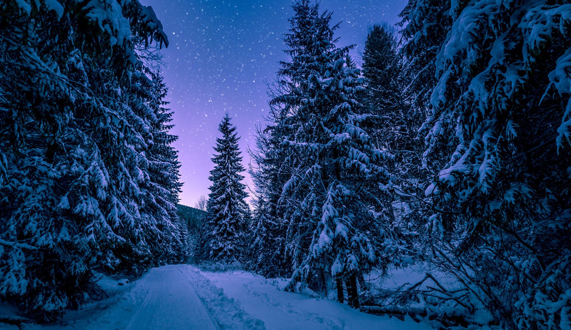عکس زمینه درختان کاج پوشیده از برف پس زمینه