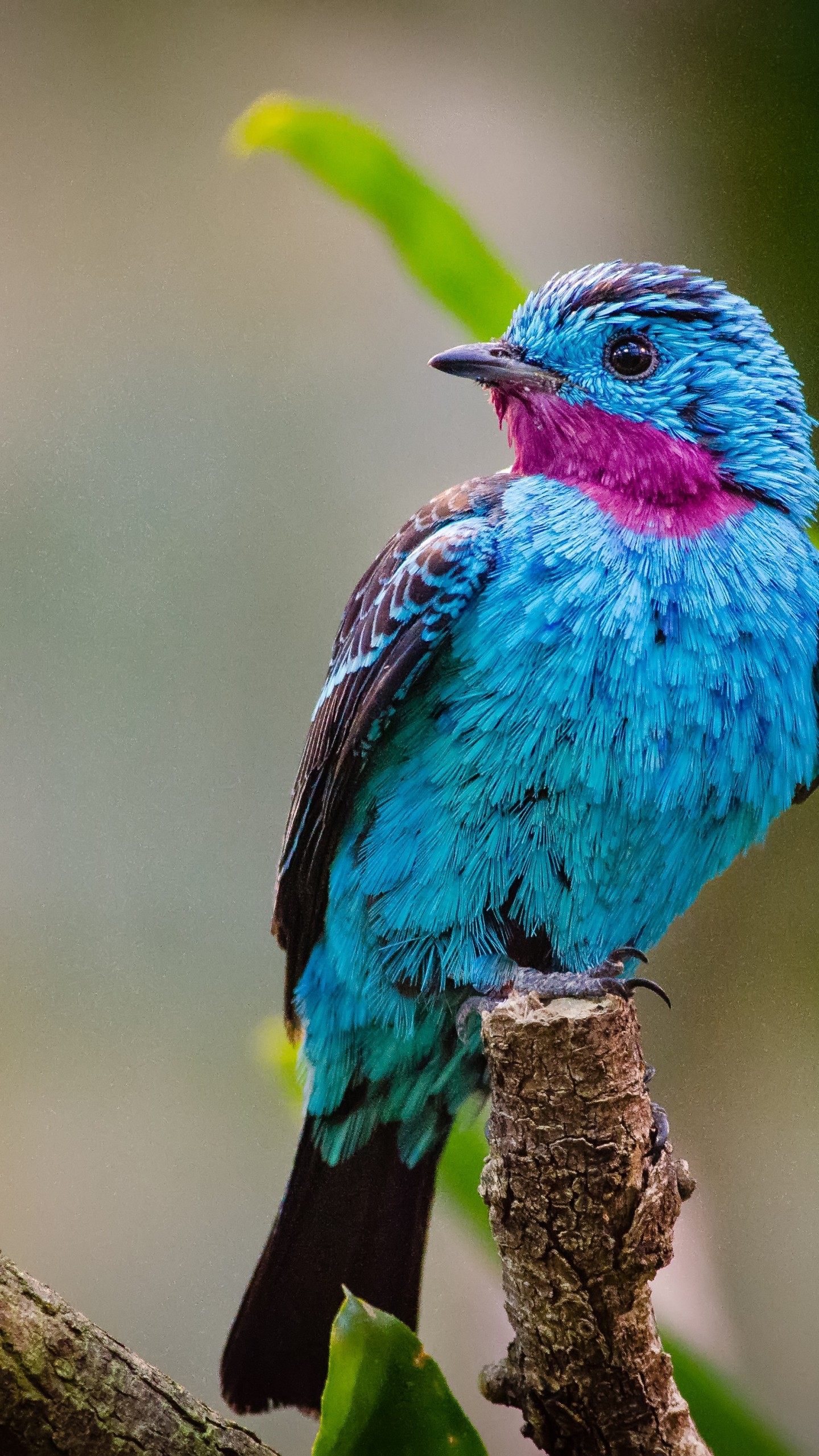 عکس زمینه پرنده آبی رنگ در جنگل های آمازون پس زمینه