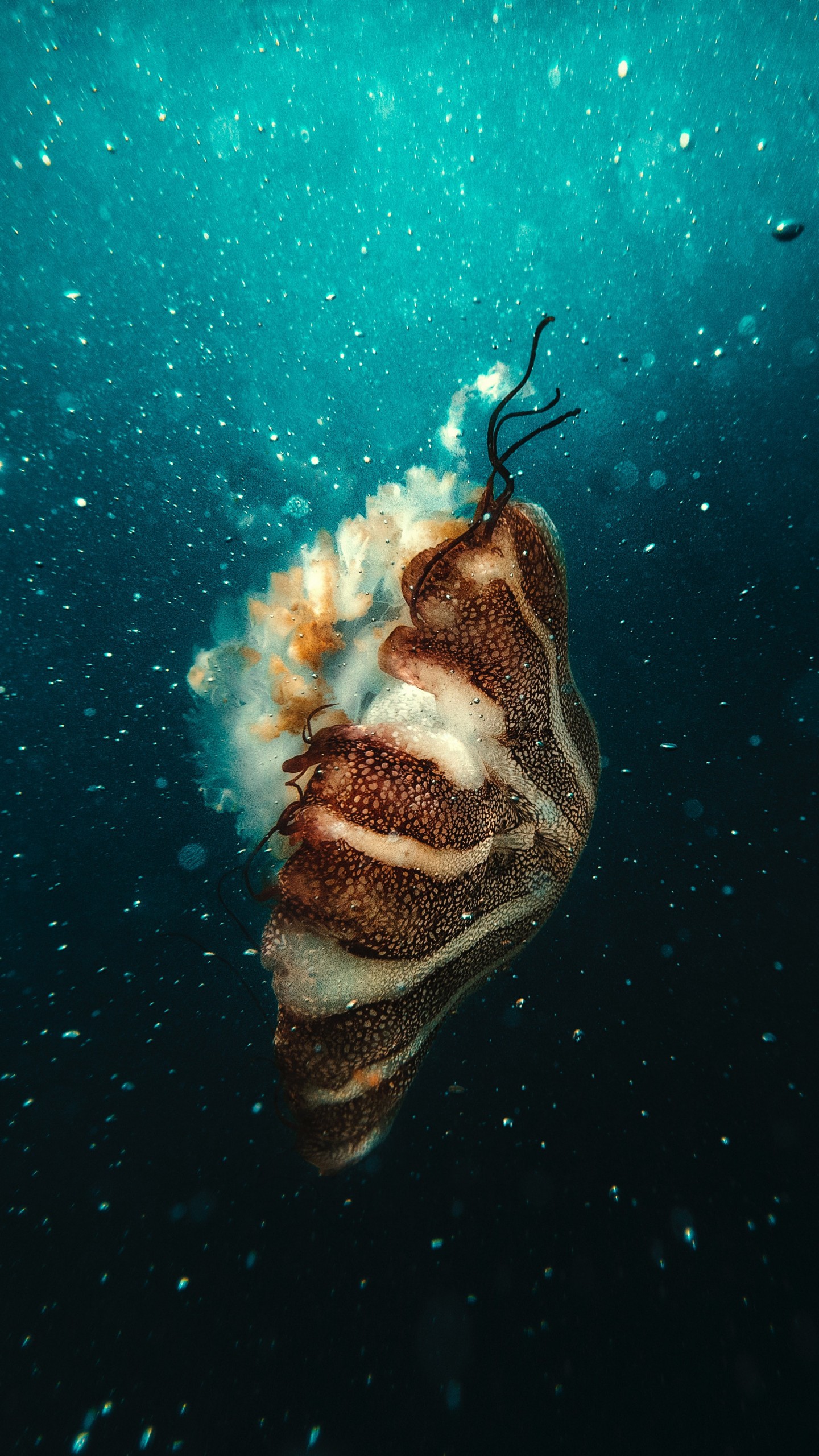 عکس زمینه عروس دریایی زیر آب اقیانوس پس زمینه