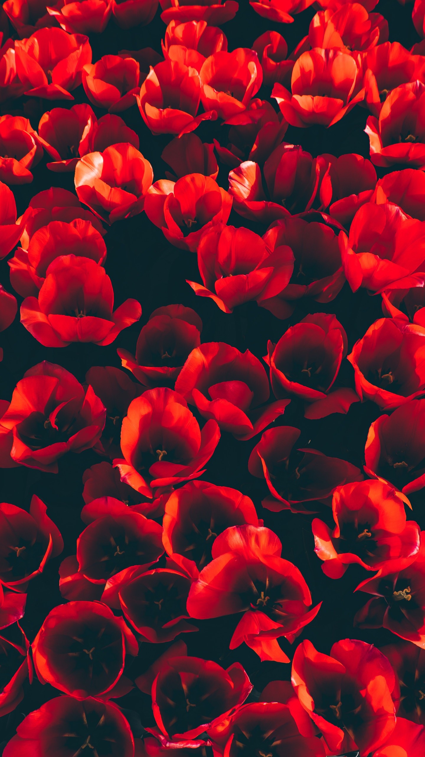 عکس زمینه گلهای لاله قرمز خوشگل 4K پس زمینه