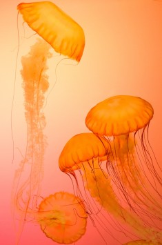 عکس زمینه عروس دریایی نارنجی