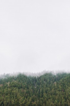 عکس زمینه جنگل مه آلود
