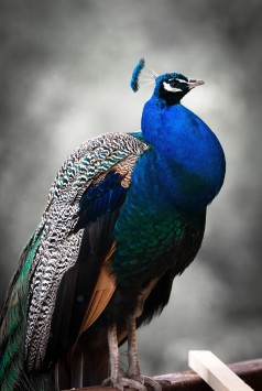 عکس زمینه طاووس آبی سیاه سفید