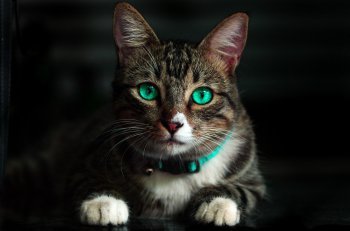عکس زمینه گربه قهوه ای با چشمان سبز