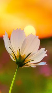 خلفية خلفية زهرة بيضاء جميلة على غروب الشمس الذهبي الجميل