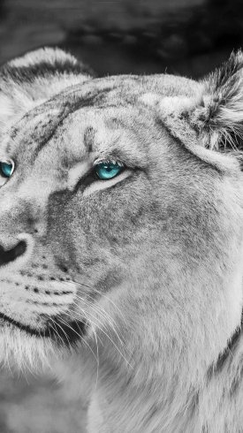 دانلود تصویر زمینه گوشی با کیفیت بالا