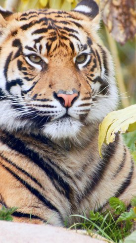 دانلود تصویر زمینه گوشی با کیفیت بالا