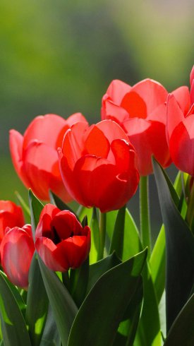 دانلود تصویر زمینه گوشی با کیفیت بالا