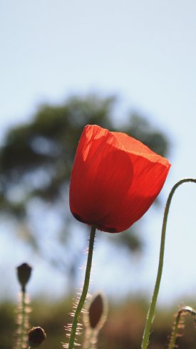 دانلود تصویر زمینه گوشی با کیفیت بالا