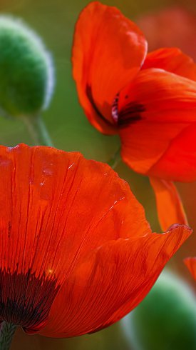 دانلود تصویر زمینه گوشی با کیفیت بالا