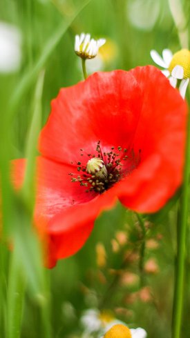 دانلود تصویر زمینه گوشی با کیفیت بالا