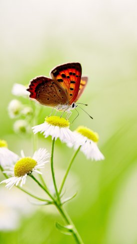 دانلود تصویر زمینه گوشی با کیفیت بالا