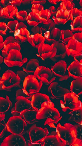 زهور التوليب الحمراء الجميلة خلفية 4K